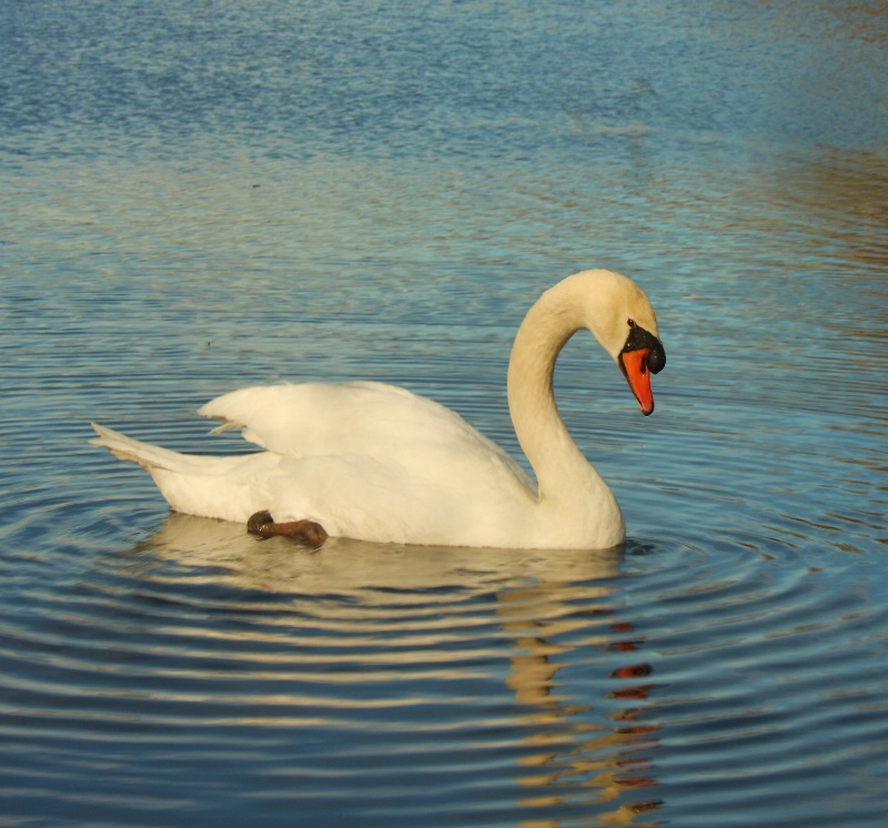 Swan Reflections