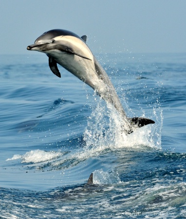Dolphin Hello
