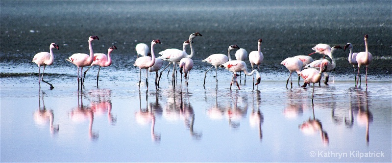 Flamingos 1 - ID: 9510044 © Kathryn R. Kilpatrick