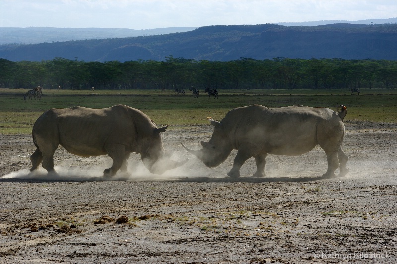 Rhino Challenge - ID: 9510046 © Kathryn R. Kilpatrick