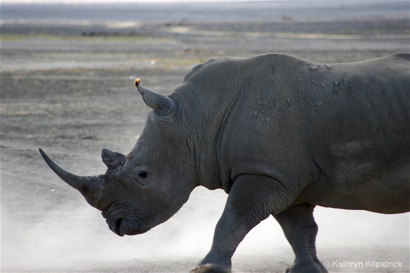 Rhino, Lk Nakuru - ID: 9510076 © Kathryn R. Kilpatrick