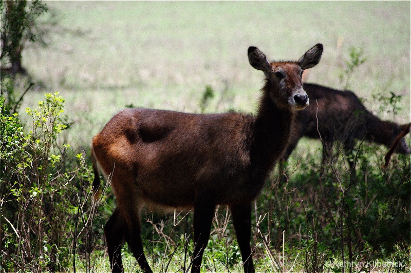 Bush Buck - ID: 9510080 © Kathryn R. Kilpatrick