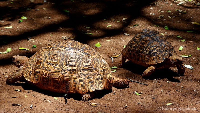 Leopard Tortoise - ID: 9510118 © Kathryn R. Kilpatrick