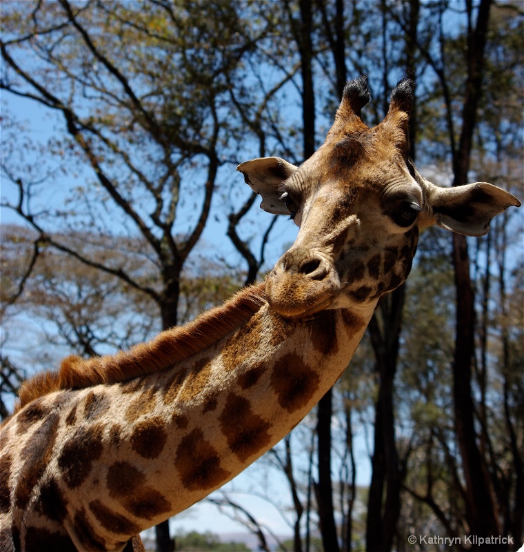 Rothschild Giraffe - ID: 9510119 © Kathryn R. Kilpatrick