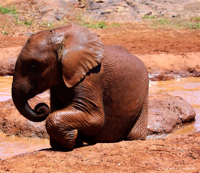 Orphan Baby Elephant - ID: 9510122 © Kathryn R. Kilpatrick