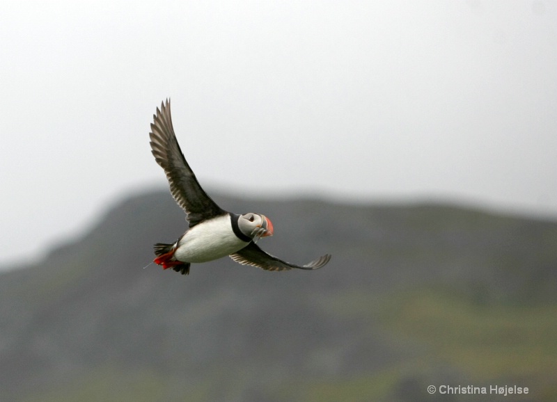 Puffin