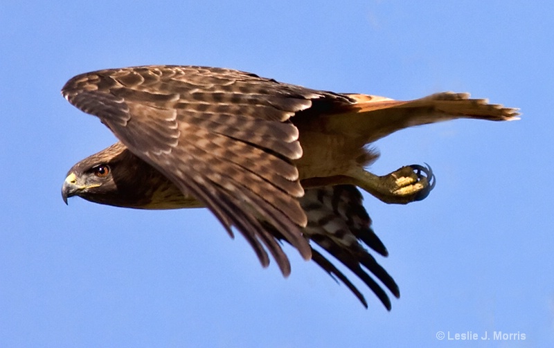 Red Tailed Hawk in Flight - ID: 9511302 © Leslie J. Morris