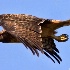 © Leslie J. Morris PhotoID # 9511302: Red Tailed Hawk in Flight