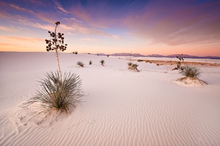 White Sands Morning