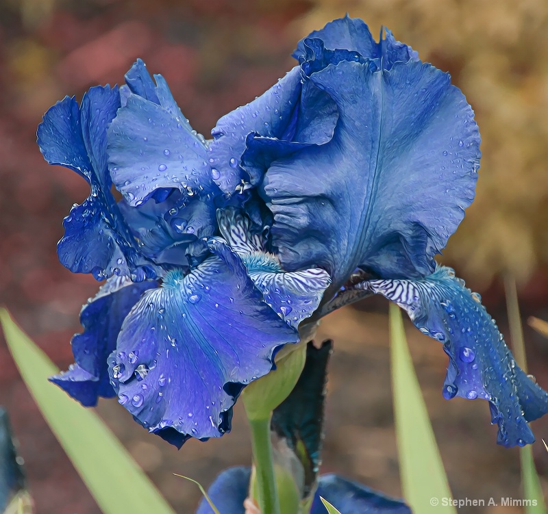 Blue Iris - ID: 9513020 © Stephen Mimms