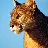 2Mountain Lion Profile  - ID: 9513382 © Kathy Salerni