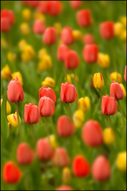 Tulips......