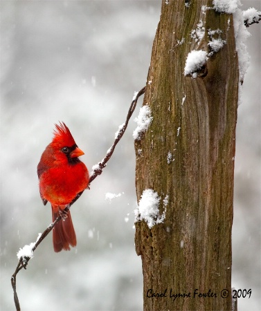 Snow Bird