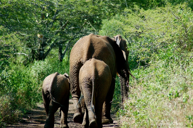 African Elephant Family - ID: 9520022 © Susie P. Carey