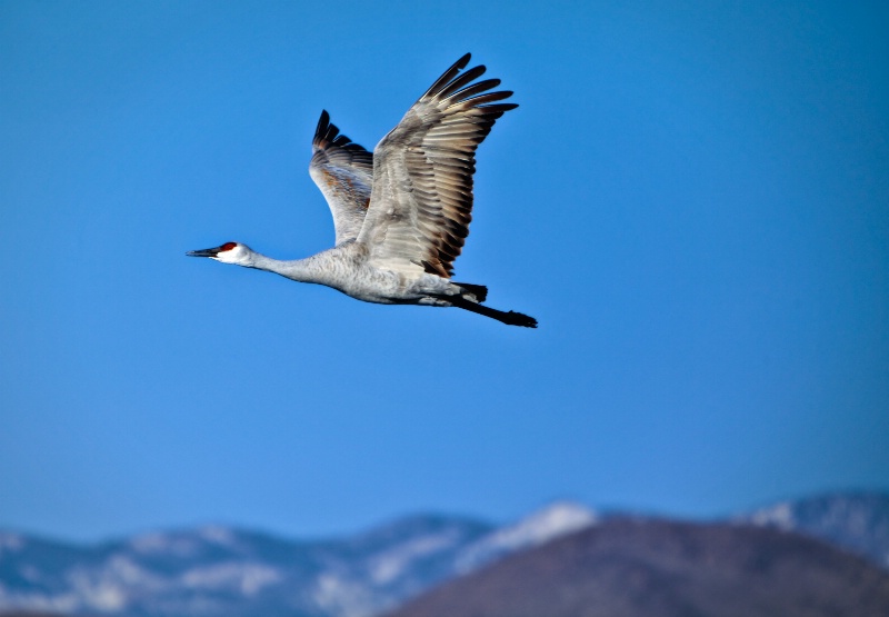 Sandhill Crane