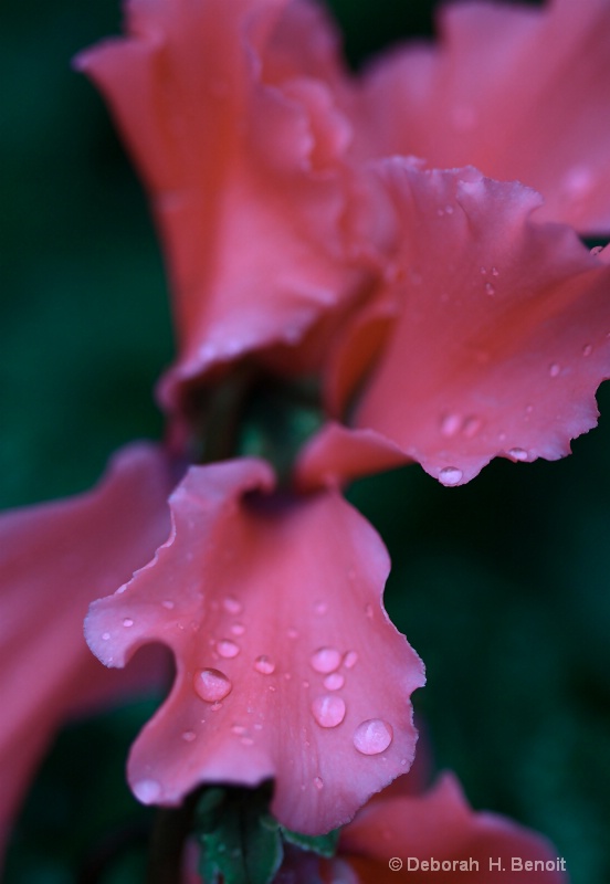 Ruffles With Dew