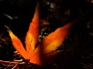 Intricate & Color