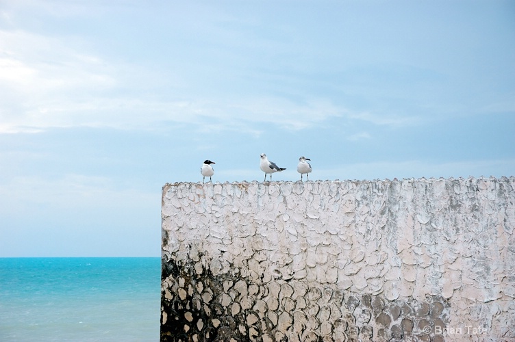 Seagulls on Perch