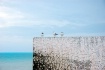 Seagulls on Perch
