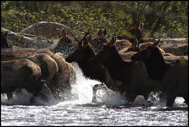 elk river copy - ID: 9530424 © Stuart May