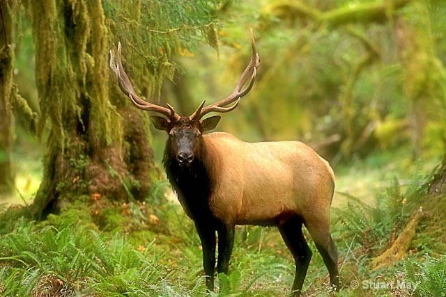 quinault elk bull 1 - ID: 9530431 © Stuart May