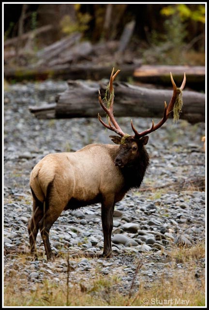 quinault elk bull 8 - ID: 9530433 © Stuart May