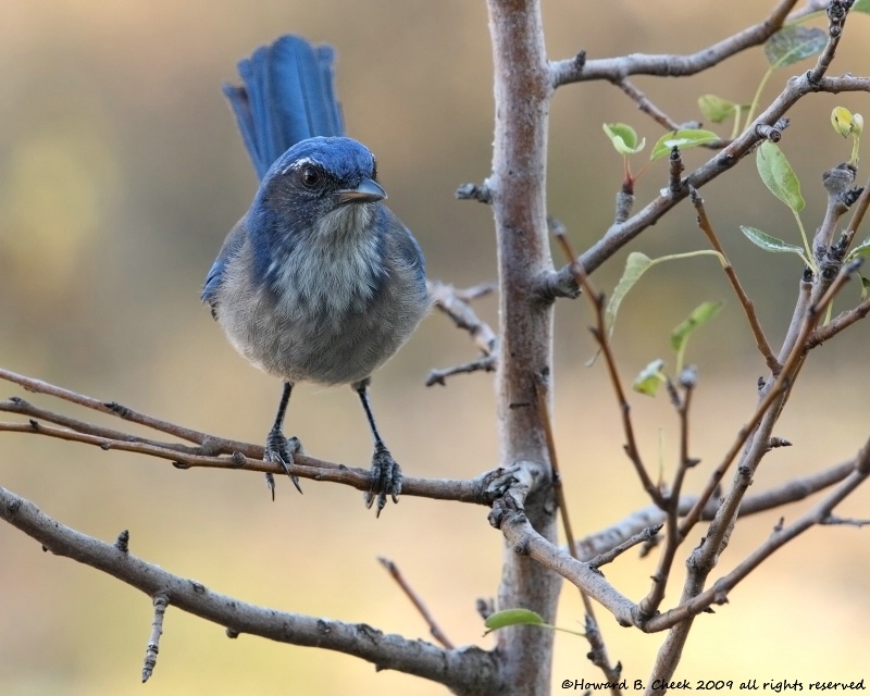 Western Scrub-Jay 