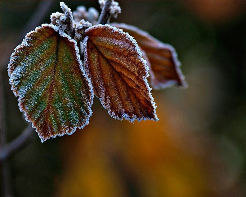 Fall Frost