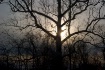 Sycamore Silhouet...