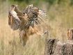 Grabbing the Prey
