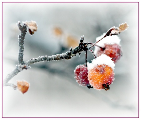 Frosty Crabapples #4