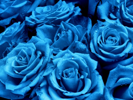 Blue Sea of Roses