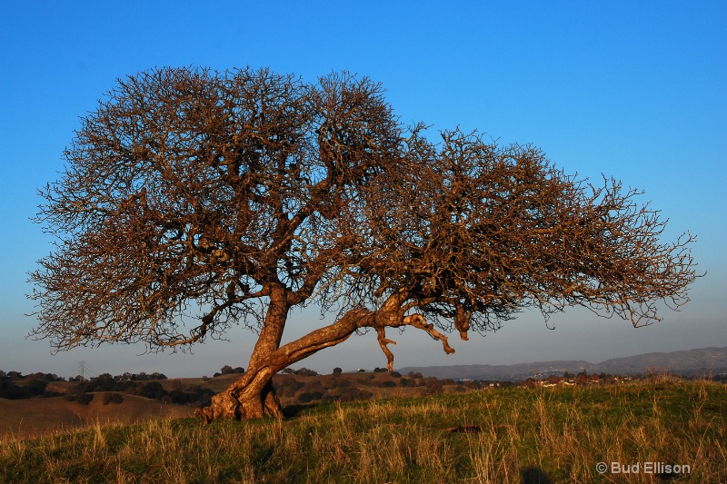 Lone Oak In December