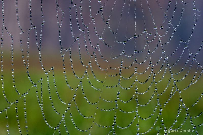 A Spider Web at Cades Cove