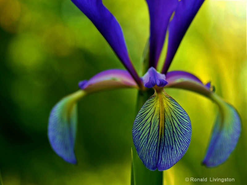 Iris Amazement - ID: 9539849 © Ron Livingston