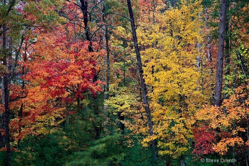 Fall Color in the Smokies