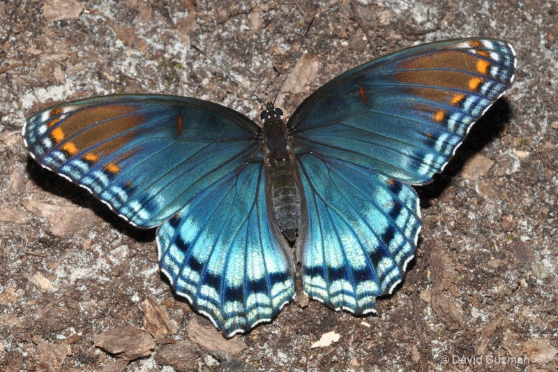Red Spotted Purple Admiral