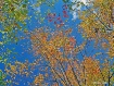 Fall Colors From ...