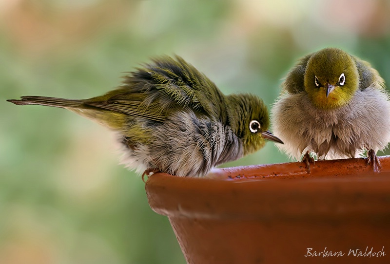 Jump Puffball, jump!