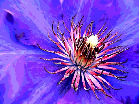Clematis Posterized