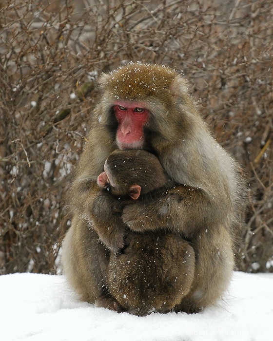 Mother and Baby Snow Monkey