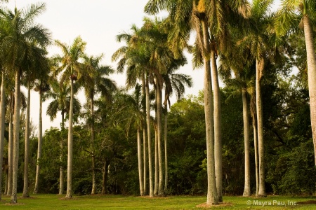 Florida Palm Trees