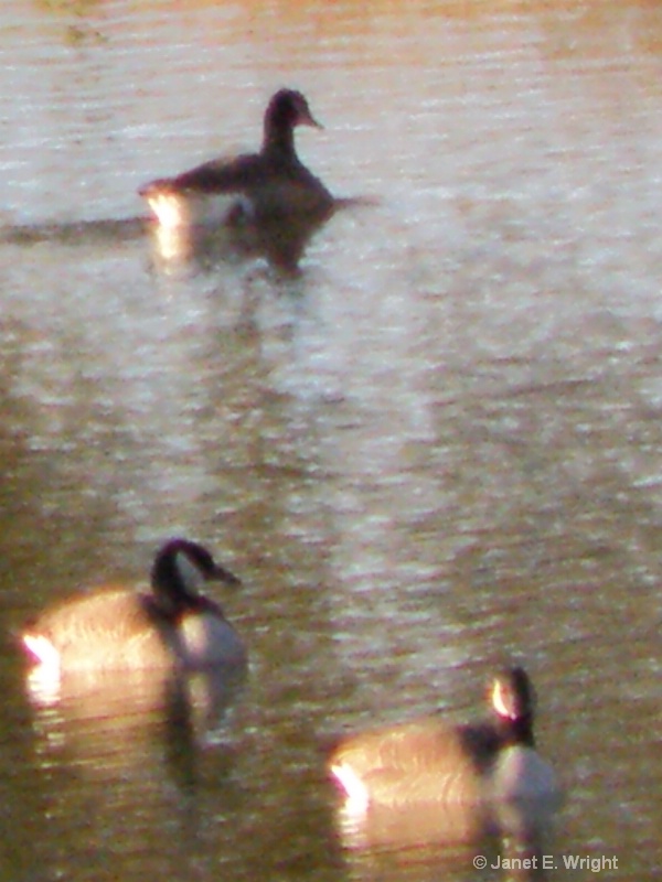 Geese2