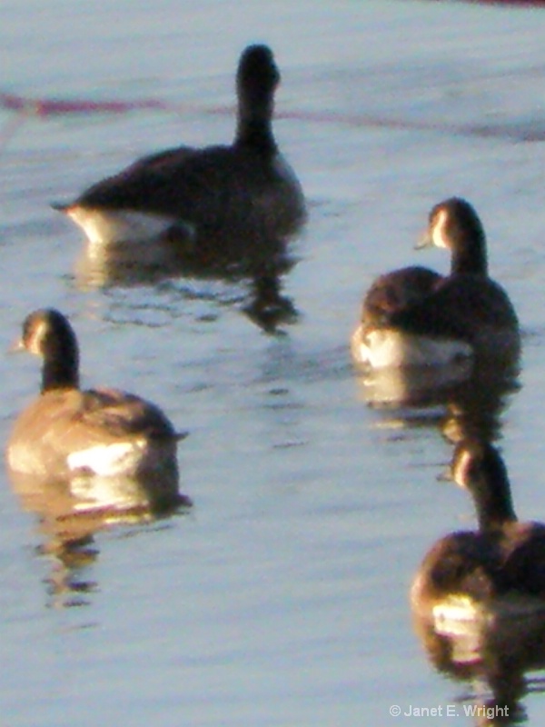Geese1