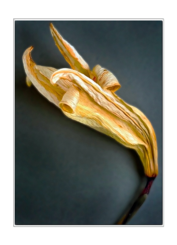 dried lily 1
