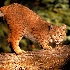 2Bobcat in Light - ID: 9548213 © Kathy Salerni