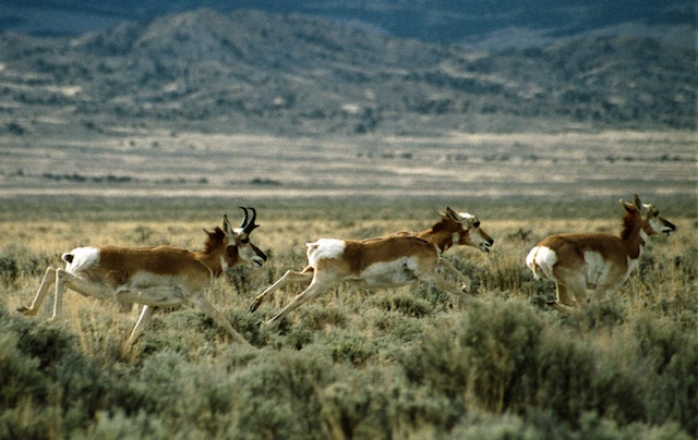 Pronghorn Antelope in Nevada
