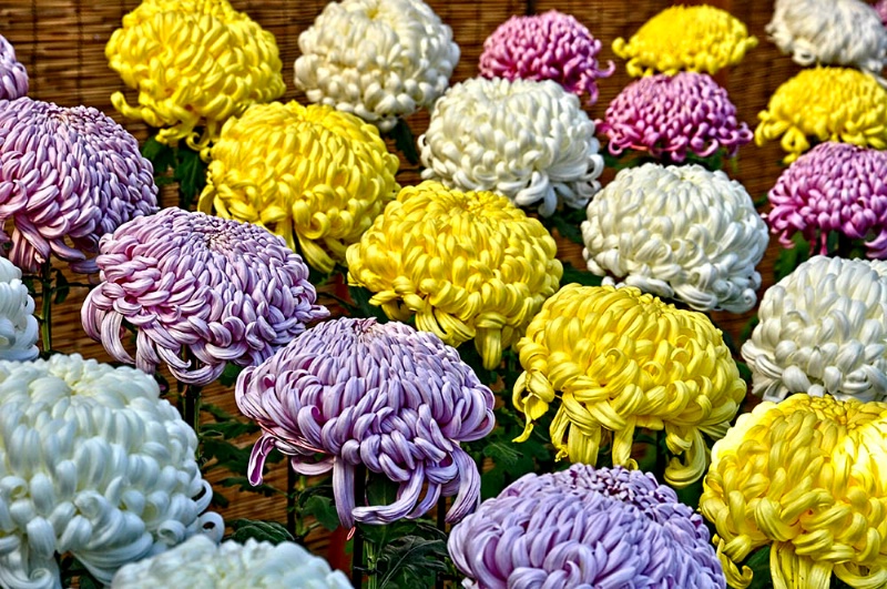 Colored Mums