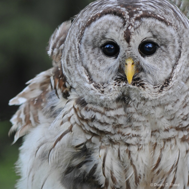 Barred Owl - ID: 9549740 © David D. Reed