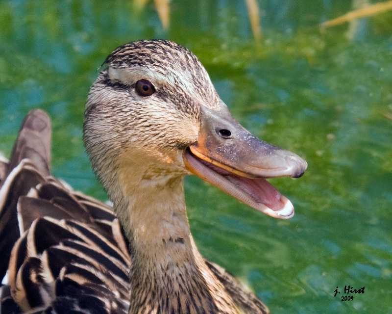 Quack, Quack!